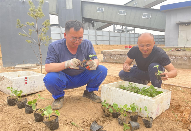 选煤公司：开垦职工“小菜园” 为职工健康“加餐”