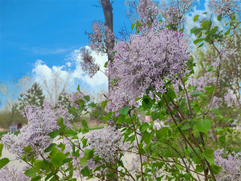 摄影：“鑫”之春4.png